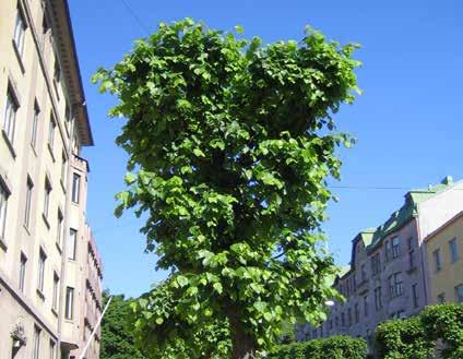 18 Puiden hoito Onnistunut alkukasvatus tekee hoidosta helppoa Puiden hoidon tavoitteena on