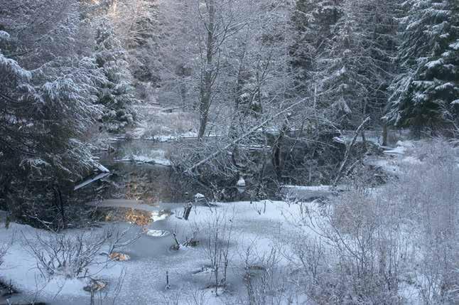 Jyränojalla asustaa majava, joka on padonnut ojan mieleisekseen.