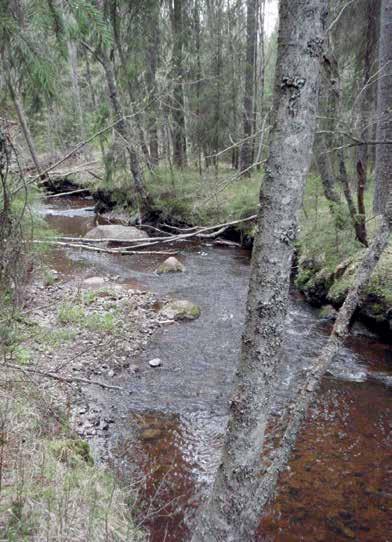 hiekkaa. Vesisammaleita on kivissä hyvin yleisesti ja runsaana.