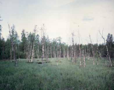 kin maantien alapuolisilla alueilla. Purossa on virtapaikoilla kohtalaisen sopivia lisääntymisalueita sekä runsaasti vesisammaleita. Etenkin suo-osuudella vesisammaleiden määrä on runsasta.