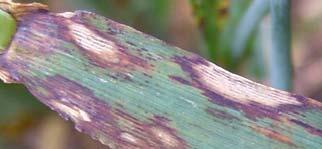 Ohranrengaslaikku (Rhynchosporium secalis) Rengaslaikku leviää pääsääntöisesti edellisvuoden kasvijätteestä, joten sitä esiintyy hyvin lohkokohtaisesti.