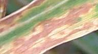 Vehnänruskolaikku (Stagonospora nodorum / Phaeosphaeria nodorum) Vehnänruskolaikku (Stagonospora nodorum / Phaeosphaeria nodorum) tunnetaan myös nimellä vehnänlehti- ja tähkälaikku.