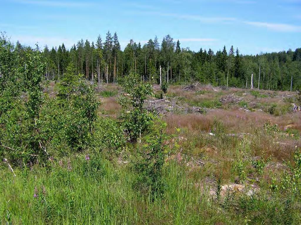 Sivu 7 Kuva 5. Muurinsuon kaivospiirin hakkuuaukko. 3.4 Rämepuro Kohteen pohjoisosalla ei ole erityistä merkitystä linnuille.