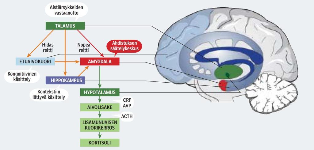 Psykoterapioiden biologisia Lipa et al. (Biol.