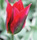 0 Koko: 12/+ 2100021 10 kpl 6,3 Abba Hohtavanpunainen, hyvin kaunis, kerrannainen tulppaani.