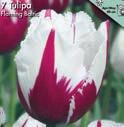 12 Exotic Garden syysluettelo 2016 Hemisphere Tulppaani, jolla on identiteetti!