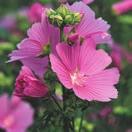Exotic Garden syysluettelo 2016 21 LAVATERA thuringiaca Harmaamalvikki 070037 Vihreänharmaakarvainen kasvi, jonka purppuran ruusunpunaiset,