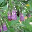PULSATILLA vulgaris Tarhakylmänkukka 070101 Isot violetinsiniset, vuokkomaiset kukat, joiden terälehdet ovat karvaiset.