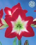 6-7 70-100 Koko: 12/+ 210020 12 kpl 10,9 Triumftulppaani, Seadov Terälehdet liekehtivät kauniin kardinaalinpunaisina. Kukat ovat melko suuret ja kestävät yl. pitkään.
