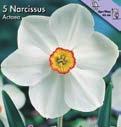 Koko: 1/16 21006 kpl 6,3 Tähti-, Geranium Kimppunarsissi, jolla on kaksi tai useampiakin kukkia joka