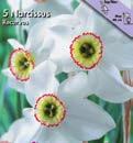 Narcissus poëticus Valkonarsissi on puutarhan kaunis, klassinen, tuoksuva vanhanajan kaunotar.