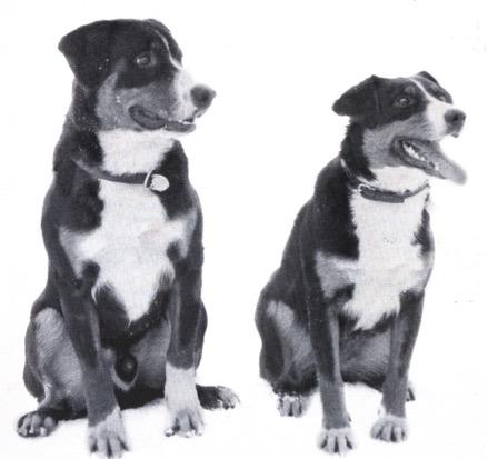 Ensimmäiset koirat Suomessa, koiramäärän kehitys Suomeen tuotiin ensimmäiset appenzellinpaimenkoirat vuonna 1965. Nämä koirat olivat nimeltään Zoro v. d.