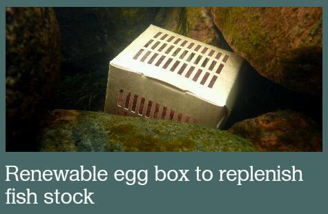 Mätirasia-istutus itsestään hajoavalla rasialla: - Renewable egg box to replenish
