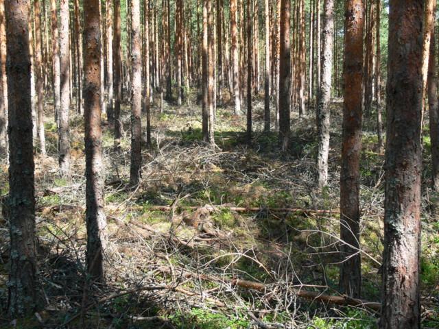 Mökkiteiden välisillä alueilla on nuorta ja osin aukkoista mänty koivu-metsää, jossa kasvaa myös vähän raitaa ja pihlajaa. Kasvillisuus on tuoretta kangasmetsää; mm.