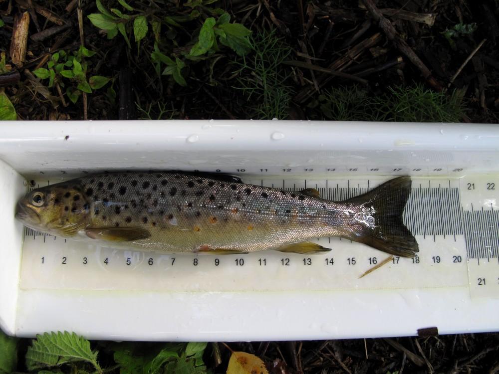 Taimenen esiintyminen Taimenista yhdeksän kappaletta oli iältään 0+ ja 48 kappaletta yli 1-vuotiaita 1+ ikäisiä taimenia oli saaliissa 32 kappaletta ja vuonna 2012 ainoastaan kuusi kappaletta