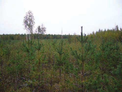 Kuva 4. Rakennuspaikan pohjoispuolella on avonainen mäntytaimikko. Voimala 2 (KKJ 6996050,3219984) Sekapuustoinen tuore kangasmetsä.