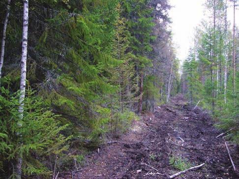 Kuva 11. Rakennuspaikan 3 ja liito-oravareviirin välinen tilaraja on selvä.