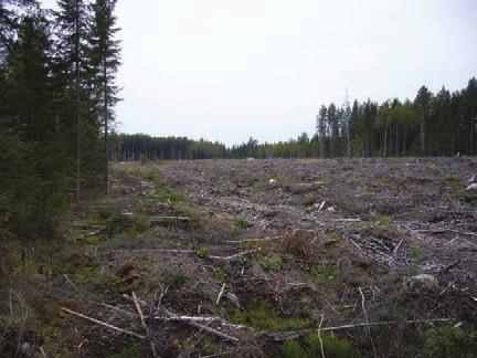 korveksi. Hakkuussa paikalle on jätetty nuoren noin 20 vuotta vanhan puuston lisäksi vanhoja kuusia.