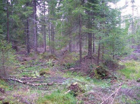 Voimala 5 (KKJ 6995360,3220762) Harvennushakattua tuoretta ja kuivaa kangasmetsää, jossa puuston ikä 30-40
