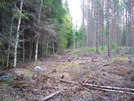 Tilan pohjoispuolella melko luonnontilainen tuore kangasmetsä ja korpi. Siellä puuston ikä 60-80 vuotta.