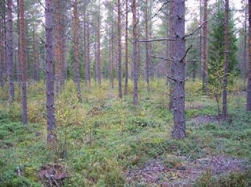 Voimala 7 (KKJ 6994098,3218869) Harvennushakattu kuiva kangasmetsä, jossa puuston ikä on noin 40 vuotta. Kenttäkerros on osin heinittynyt. Ei merkittäviä luontoarvoja.