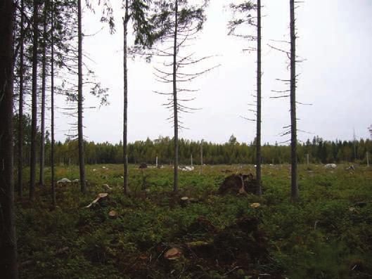 Kuva 21. Rakennuspaikan 9 pohjoispuolella oleva avohakkuu.