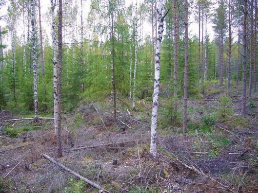 jonka pohjoispuolella ojitettua rämettä. Puuston ikä 35-40 vuotta.