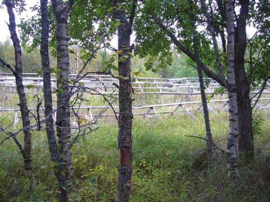 Voimala 12 (KKJ 6993356,3218484) Vanhan turkistarha-alueen vieressä oleva harvennushakattu kuiva kangasmetsä. Puuston ikä noin 40 vuotta.