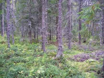 Kuva 28. Rakennuspaikka 14. Voimala 15 (KKJ 6992899,3219282) Ympäröivien hakkuiden ja ojitusten myötä kuivunut korpi, joka on osin myös harvennushakattu.
