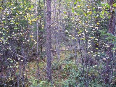 Voimala 17 (KKJ 6992399,3219714) Kuivaa kangasmetsää jonka puusto on tiheätä istutusmännikköä.