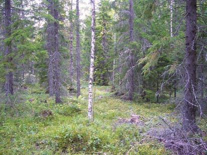 Voimala 28 (KKJ 6990502,3218226) Osin harvennettua tuoretta kangasmetsää, jonka puusto on 60-80 vuotta vanhaa. Alarinteessä kuivunutta korpea.