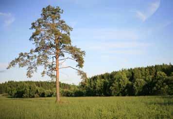 Todellista tehotuotantoa pellolla on viljelyn perustuminen ekologisiin viljely- jelytoimien oikea ajoittaminen ovat maan kasvukunnon ylläpidon perusteita.