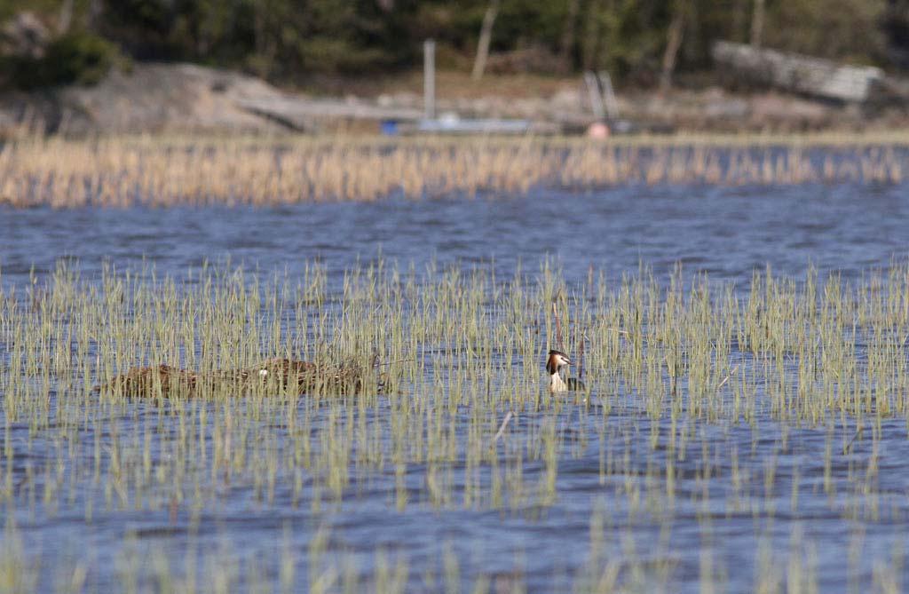 Osa alue C ja D (pohjois osa): Askainen ja Livonsaari Livonsaaren pohjois osa ja Maskun Askaisten rannat Musta aukon molemmin puolin olivat linnustollisesti selvästi monimuotoisempia periaatteessa
