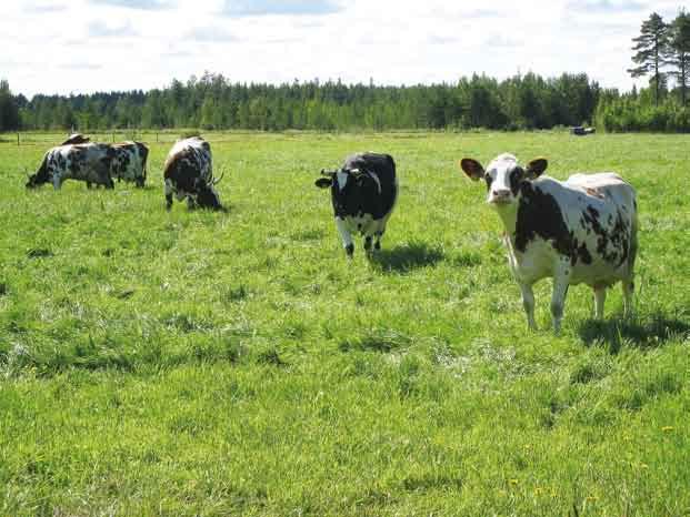 Muita vesienhoitoon vaikuttavia ohjelmia ja suunnitelmia on laadittu eri toimialoille.