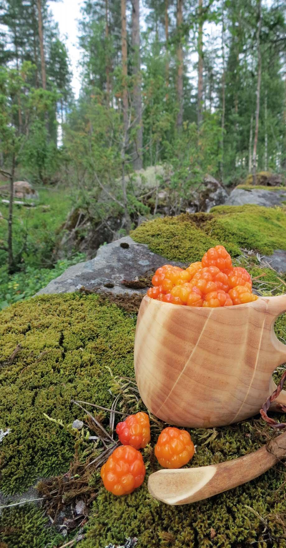 Arvot Visio 2027 Terveellisyys Kainuulaiset luonnontuo eet ovat pohjoisen luonnon ja taigametsän omaa superruokaa.