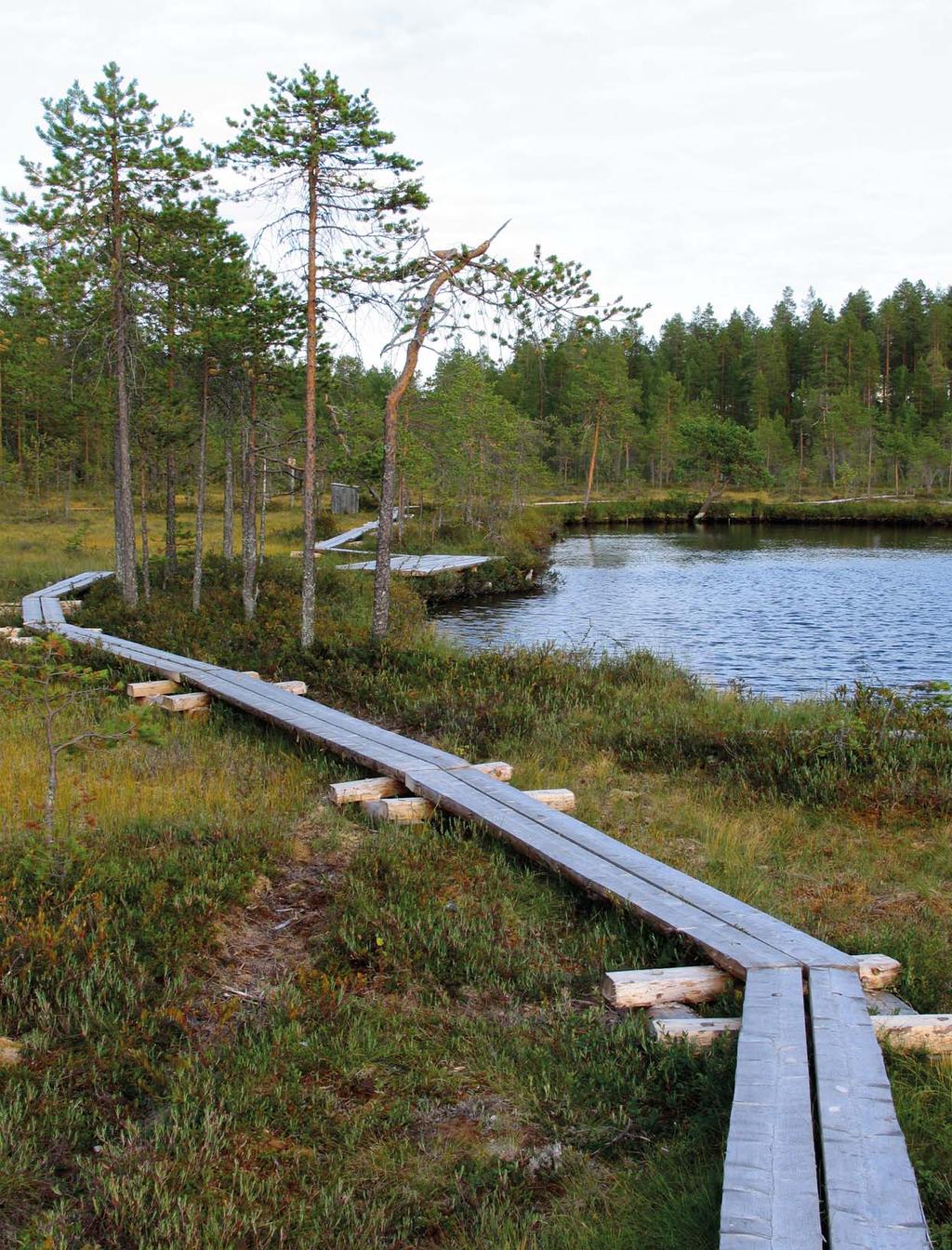 Johdanto Kuva 1. Kainuun luonnontuotealan masterplan valmisteluprosessi Kainuu elää luonnostaan ja luonnonvaroistaan.