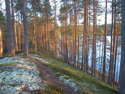 Pohjavesialueista osa riskinalaisia Vuoksen vesienhoitoalueen hyödynnettävissä olevat pohjavesivarat sijaitsevat pääasiassa lajittuneilla sora- ja hiekkamailla pitkittäisharjumuodostumissa sekä ns.