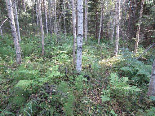 Kurun pohjalla kulkee puro, jonka ympäristössä esiintyy kuusivaltaista tuoreen kankaan ja lehtomaisen kankaan metsää, jonka seassa on myös runsaasti lahopuuta.