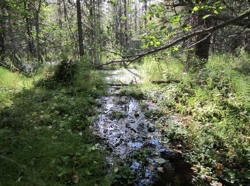 PUDASJÄRVEN KAUPUNKI 27 leen ja suopunakämmekän esiintymät sijaitsevat hankealuetta suppeammalla osayleiskaava-alueella.