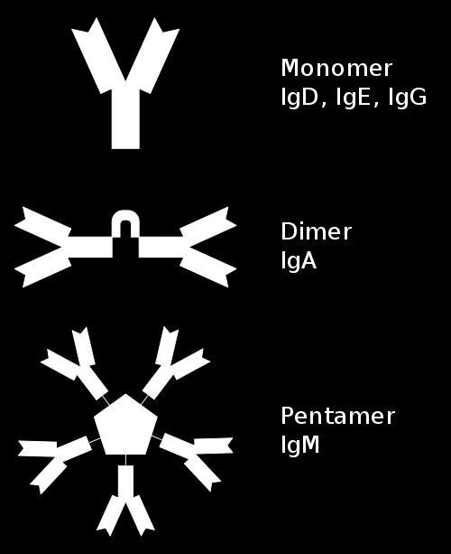 9 Kuvio 3. Veren vasta-aineiden immunoglobuliiniluokat ovat IgM, IgG ja IgA. Kaksi muuta vastaainetta, IgD ja IgE eivät liity vereen. (Kuva: Brändli 2006.) IgM-vasta-aineet ovat hyvin suurikokoisia.