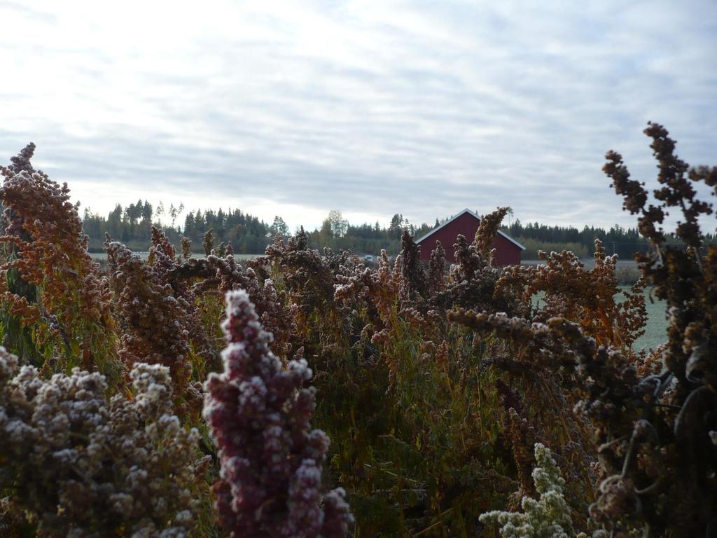 Quinoa is late maturing crop in