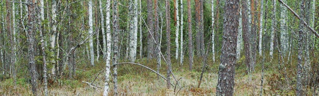 Yksi iso ongelma on hakkuissa. Puolessa tarkastetuista hankkeista oli puutteita hakkuiden ja muiden metsänhoitotöiden toteutuksessa.