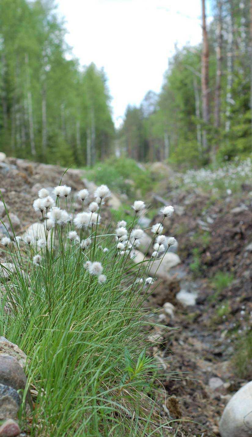 Tutkimushanke pähkinänkuoressa Tutkimus kuuluu Metlan Metsänhoidon kustannustehokkuuden ja laadun tutkimusja kehittämisohjelmaan (MKL) Käynnissä 2007-2010 Hankkeessa pureudutaan suometsänhoidon