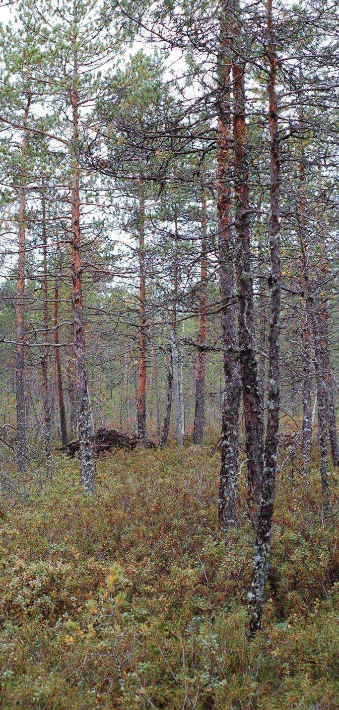 Työajanseurannan taustaa Työajanseurannassa oli mukana kaksi metsäkeskusta, kolme metsänhoitoyhdistystä ja yksi mp-yrittäjä Kunnostusojitushankkeeseen käytettyä työaikaa seurattiin erikseen