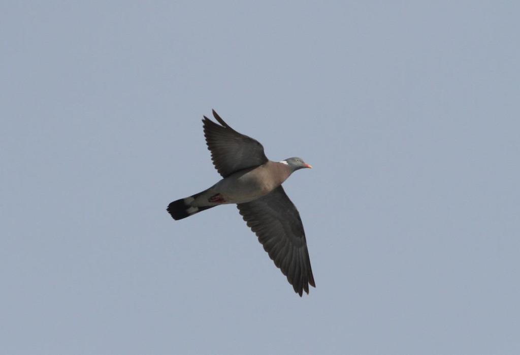 FCG SUUNNITTELU JA TEKNIIKKA OY Raportti 26 (38) 4.3.9 Lokkilinnut Kuva 11. Sepelkyyhky (Columba palumbus) on myös Vöyrin alueella hyvin runsaslukuinen muuttolintulaji.