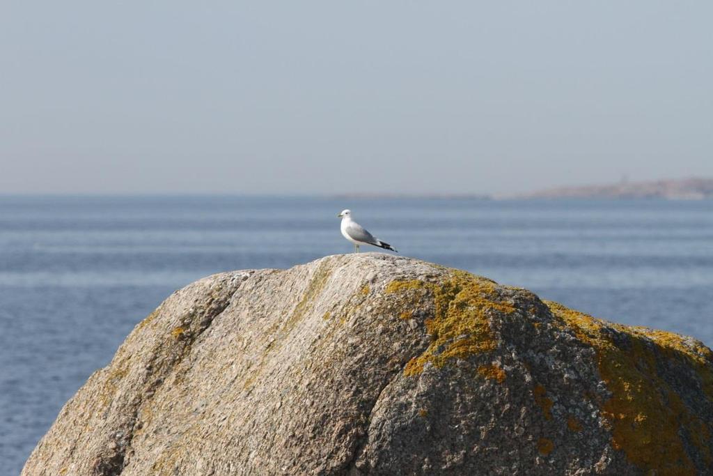 FCG SUUNNITTELU JA TEKNIIKKA OY Raportti 27 (38) Kuva 12. Lokkilinnuista runsaslukuisimpina havaittiin kalalokkia (Larus canus). 4.3.10 Varpuslinnut Selkämeren rannikkolinja ohjaa ja tiivistää myös varpuslintujen muuttoreittejä sekä keväällä että syksyllä.