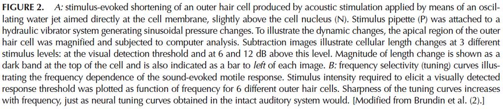 (1998) Outer hair cells provide active tuning in the organ of Corti.