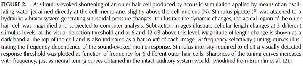 (1998) Outer hair cells provide active tuning in the organ of Corti.