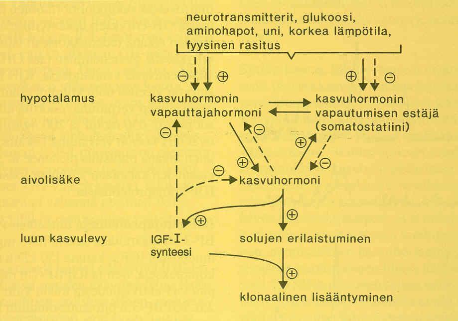 aivolisäkkeen etulohkossa tuottavat ja varastoivat GH:a säätelijänä somatoliberiinin ja somatostatiinin tasapaino