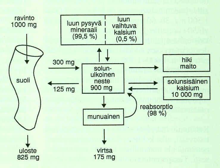 Kalsiumin aineenvaihdunta Kalsiumin kierto elimistössä kalsiumin määrä on elimistössä suurimmillaan (1.0 1.